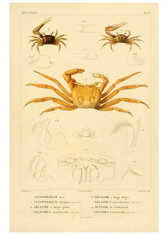 Reproducción/Reproduction 6302716381: Voyage dans l'Amérique Méridionale. v.9. Paris :Pitois-Levrault,1835-47