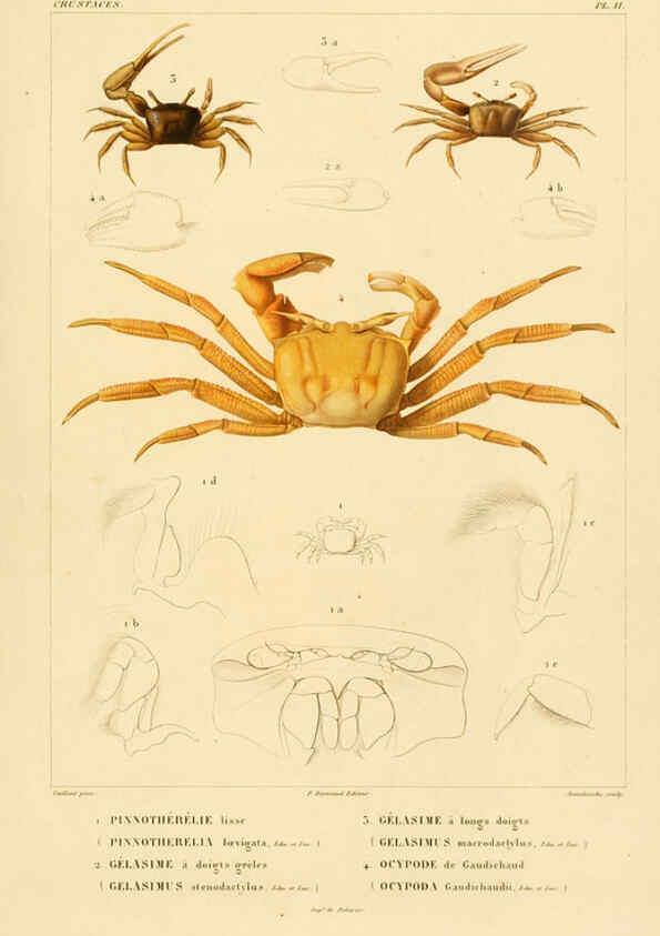 Reproducción/Reproduction 6302716381: Voyage dans l'Amérique Méridionale. v.9. Paris :Pitois-Levrault,1835-47
