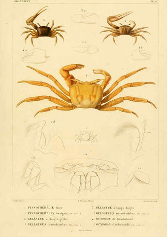 Reproducción/Reproduction 6302716381: Voyage dans l'Amérique Méridionale. v.9. Paris :Pitois-Levrault,1835-47
