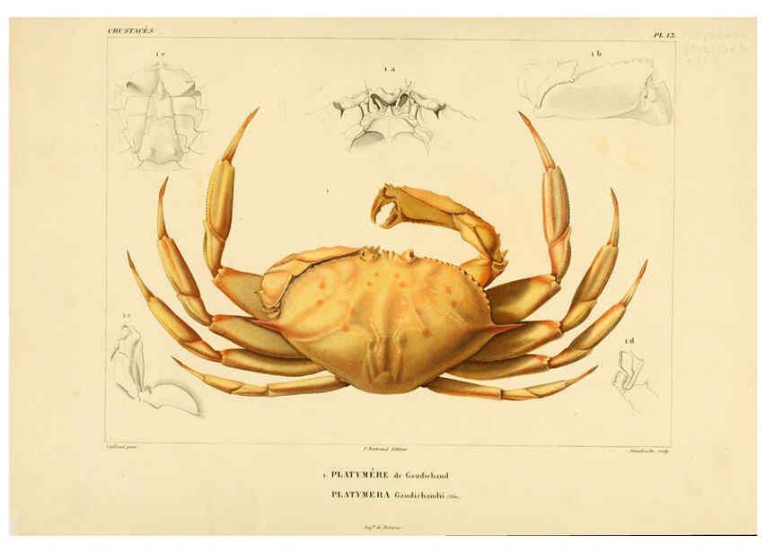 Reproducción/Reproduction 6303241958: Voyage dans l'Amérique Méridionale. v.9. Paris :Pitois-Levrault,1835-47