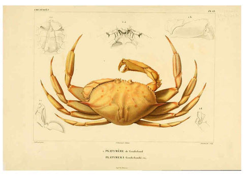 Reproducción/Reproduction 6303241958: Voyage dans l'Amérique Méridionale. v.9. Paris :Pitois-Levrault,1835-47