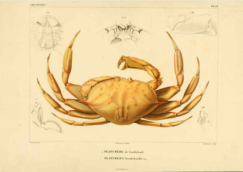 Reproducción/Reproduction 6303241958: Voyage dans l'Amérique Méridionale. v.9. Paris :Pitois-Levrault,1835-47