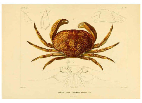 Reproducción/Reproduction 6303242352: Voyage dans l'Amérique Méridionale. v.9. Paris :Pitois-Levrault,1835-47