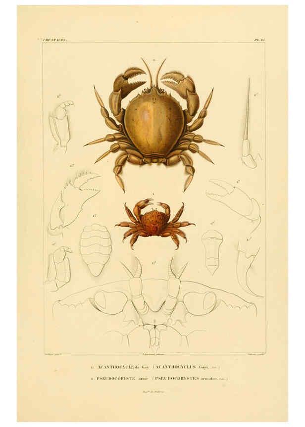 Reproducción/Reproduction 6303242570: Voyage dans l'Amérique Méridionale. v.9. Paris :Pitois-Levrault,1835-47