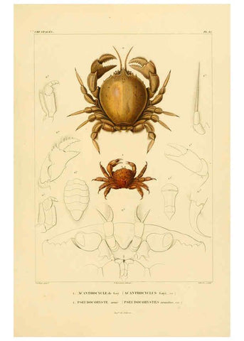 Reproducción/Reproduction 6303242570: Voyage dans l'Amérique Méridionale. v.9. Paris :Pitois-Levrault,1835-47