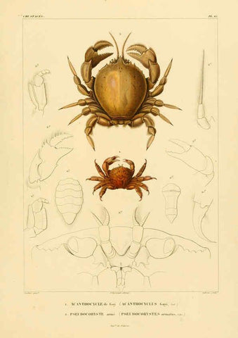 Reproducción/Reproduction 6303242570: Voyage dans l'Amérique Méridionale. v.9. Paris :Pitois-Levrault,1835-47