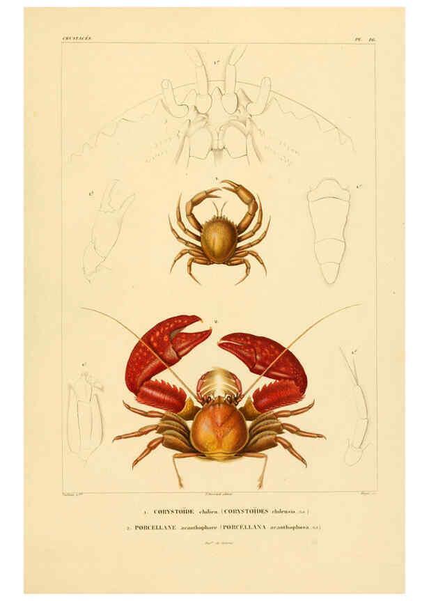Reproducción/Reproduction 6302717531: Voyage dans l'Amérique Méridionale. v.9. Paris :Pitois-Levrault,1835-47