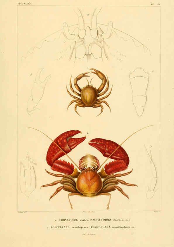 Reproducción/Reproduction 6302717531: Voyage dans l'Amérique Méridionale. v.9. Paris :Pitois-Levrault,1835-47