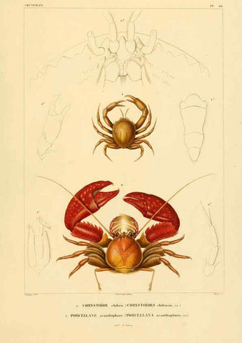 Reproducción/Reproduction 6302717531: Voyage dans l'Amérique Méridionale. v.9. Paris :Pitois-Levrault,1835-47