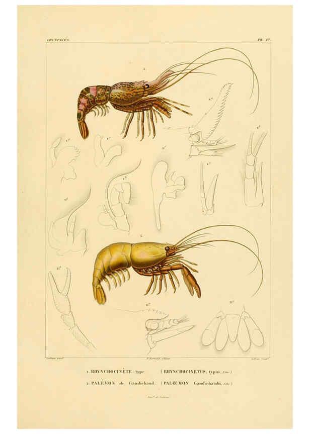 Reproducción/Reproduction 6303243238: Voyage dans l'Amérique Méridionale. v.9. Paris :Pitois-Levrault,1835-47