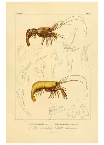 Reproducción/Reproduction 6303243238: Voyage dans l'Amérique Méridionale. v.9. Paris :Pitois-Levrault,1835-47