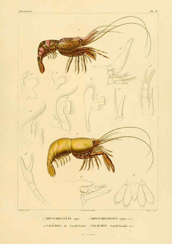 Reproducción/Reproduction 6303243238: Voyage dans l'Amérique Méridionale. v.9. Paris :Pitois-Levrault,1835-47