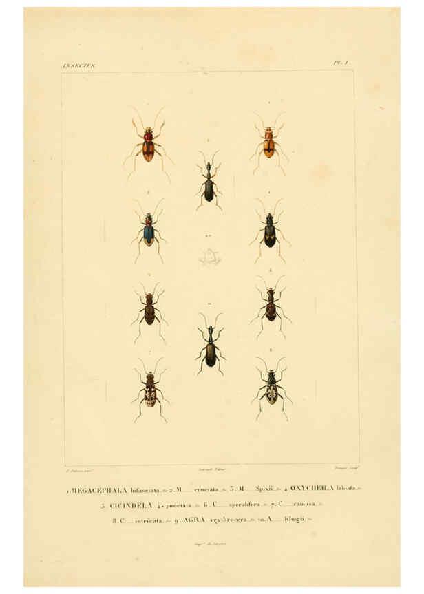 Reproducción/Reproduction 6303243546: Voyage dans l'Amérique Méridionale. v.9. Paris :Pitois-Levrault,1835-47