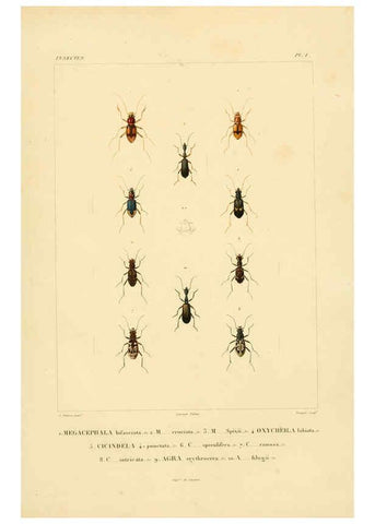 Reproducción/Reproduction 6303243546: Voyage dans l'Amérique Méridionale. v.9. Paris :Pitois-Levrault,1835-47