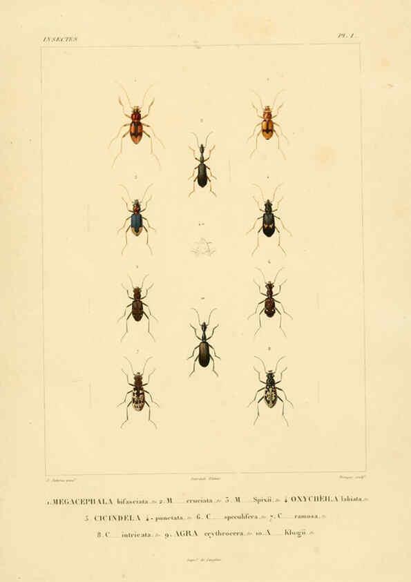 Reproducción/Reproduction 6303243546: Voyage dans l'Amérique Méridionale. v.9. Paris :Pitois-Levrault,1835-47