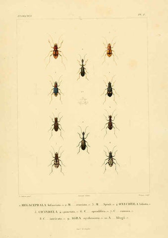 Reproducción/Reproduction 6303243546: Voyage dans l'Amérique Méridionale. v.9. Paris :Pitois-Levrault,1835-47