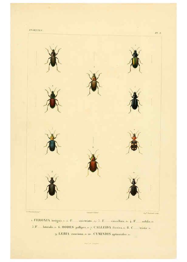 Reproducción/Reproduction 6302718291: Voyage dans l'Amérique Méridionale. v.9. Paris :Pitois-Levrault,1835-47