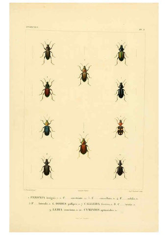 Reproducción/Reproduction 6302718291: Voyage dans l'Amérique Méridionale. v.9. Paris :Pitois-Levrault,1835-47