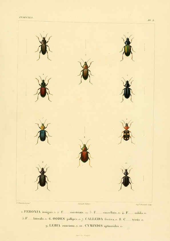 Reproducción/Reproduction 6302718291: Voyage dans l'Amérique Méridionale. v.9. Paris :Pitois-Levrault,1835-47