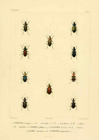 Reproducción/Reproduction 6302718291: Voyage dans l'Amérique Méridionale. v.9. Paris :Pitois-Levrault,1835-47