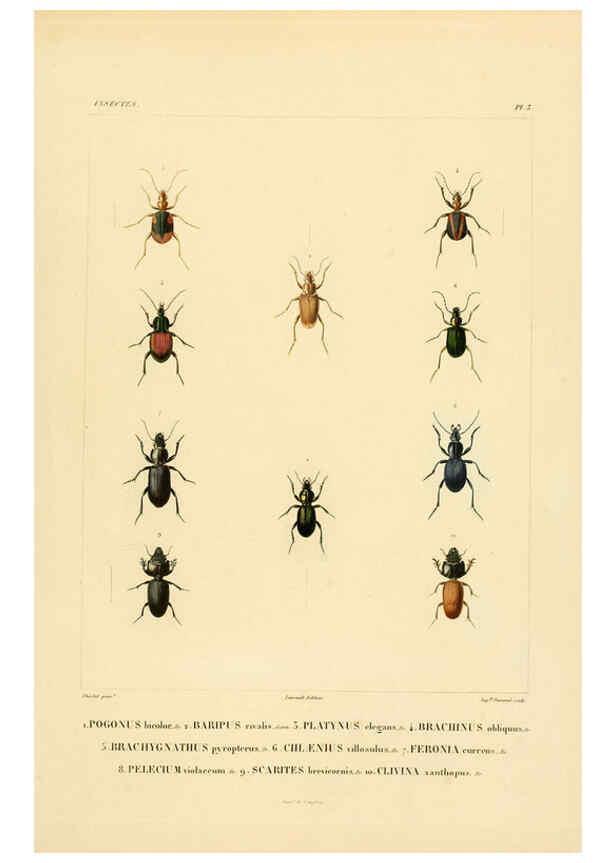 Reproducción/Reproduction 6303243922: Voyage dans l'Amérique Méridionale. v.9. Paris :Pitois-Levrault,1835-47