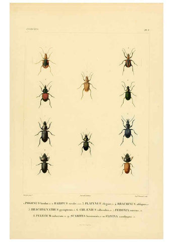 Reproducción/Reproduction 6303243922: Voyage dans l'Amérique Méridionale. v.9. Paris :Pitois-Levrault,1835-47