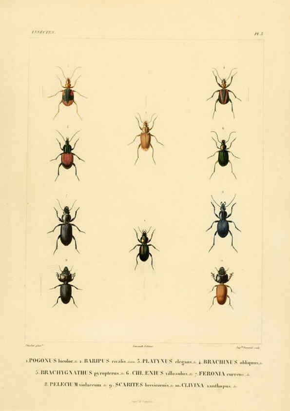 Reproducción/Reproduction 6303243922: Voyage dans l'Amérique Méridionale. v.9. Paris :Pitois-Levrault,1835-47