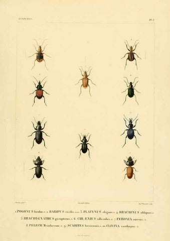 Reproducción/Reproduction 6303243922: Voyage dans l'Amérique Méridionale. v.9. Paris :Pitois-Levrault,1835-47