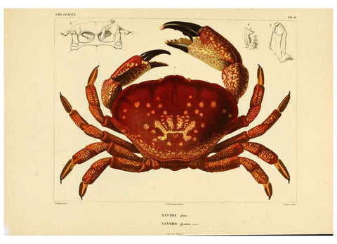 Reproducción/Reproduction 6303238224: Voyage dans l'Amérique Méridionale. v.9. Paris :Pitois-Levrault,1835-47