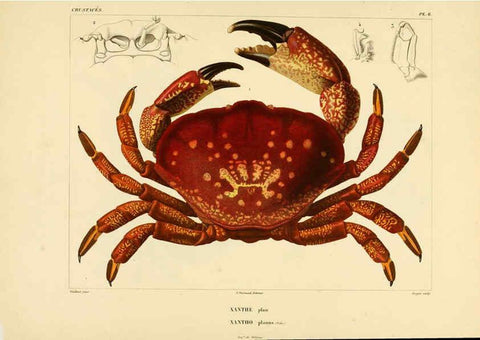 Reproducción/Reproduction 6303238224: Voyage dans l'Amérique Méridionale. v.9. Paris :Pitois-Levrault,1835-47