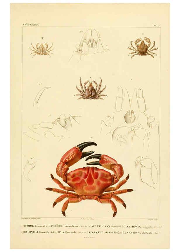 Reproducción/Reproduction 6303237982: Voyage dans l'Amérique Méridionale. v.9. Paris :Pitois-Levrault,1835-47