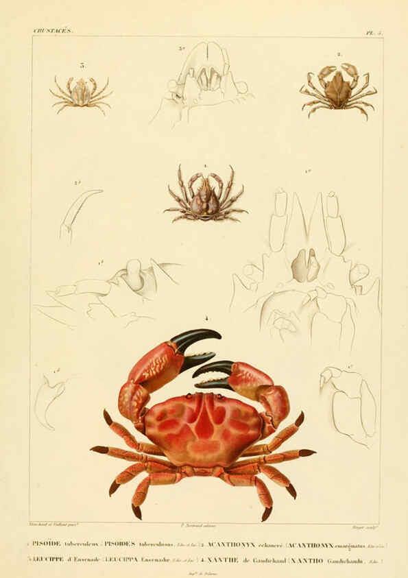 Reproducción/Reproduction 6303237982: Voyage dans l'Amérique Méridionale. v.9. Paris :Pitois-Levrault,1835-47