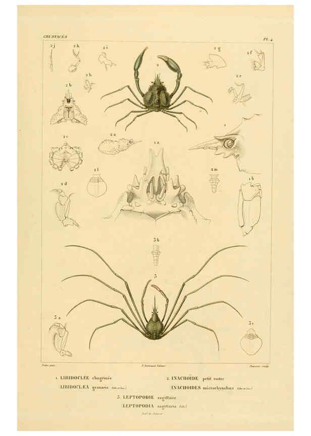 Reproducción/Reproduction 6303237804: Voyage dans l'Amérique Méridionale. v.9. Paris :Pitois-Levrault,1835-47