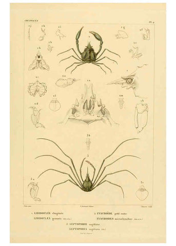 Reproducción/Reproduction 6303237804: Voyage dans l'Amérique Méridionale. v.9. Paris :Pitois-Levrault,1835-47