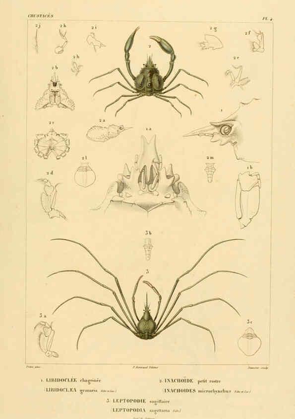 Reproducción/Reproduction 6303237804: Voyage dans l'Amérique Méridionale. v.9. Paris :Pitois-Levrault,1835-47