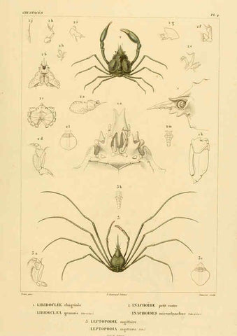 Reproducción/Reproduction 6303237804: Voyage dans l'Amérique Méridionale. v.9. Paris :Pitois-Levrault,1835-47