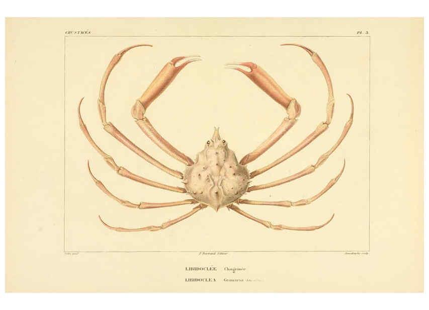 Reproducción/Reproduction 6303237478: Voyage dans l'Amérique Méridionale. v.9. Paris :Pitois-Levrault,1835-47