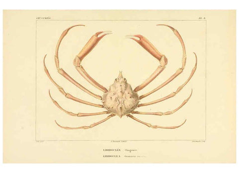 Reproducción/Reproduction 6303237478: Voyage dans l'Amérique Méridionale. v.9. Paris :Pitois-Levrault,1835-47