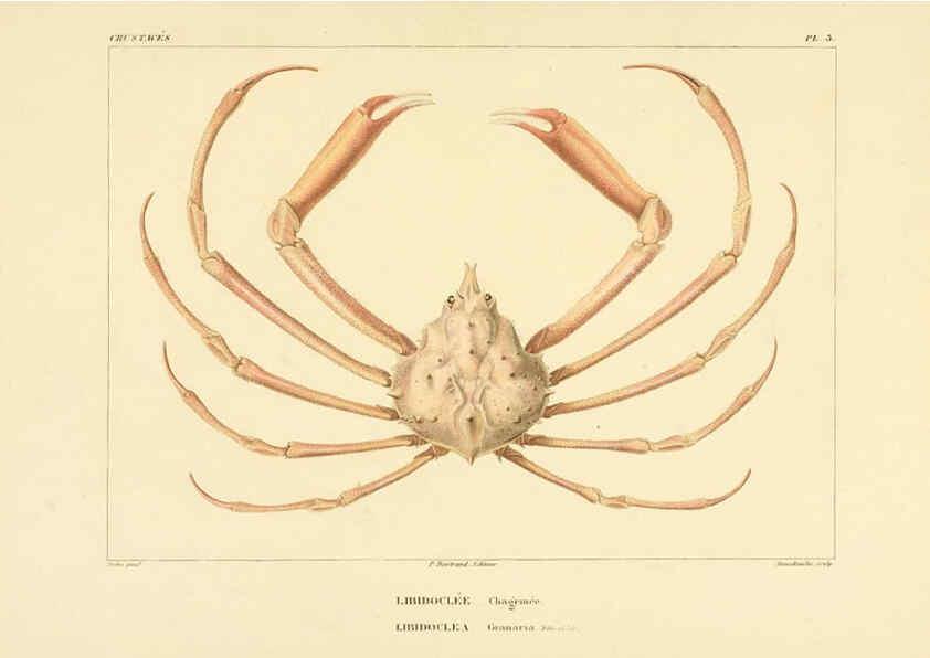 Reproducción/Reproduction 6303237478: Voyage dans l'Amérique Méridionale. v.9. Paris :Pitois-Levrault,1835-47