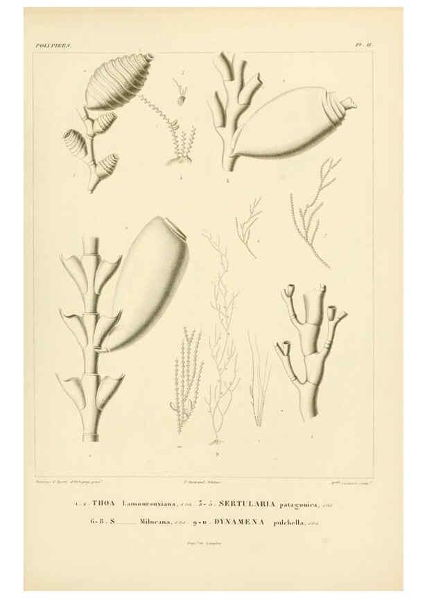 Reproducción/Reproduction 6302709001: Voyage dans l'Amérique Méridionale. v.9. Paris :Pitois-Levrault,1835-47