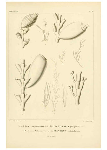 Reproducción/Reproduction 6302709001: Voyage dans l'Amérique Méridionale. v.9. Paris :Pitois-Levrault,1835-47