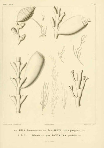 Reproducción/Reproduction 6302709001: Voyage dans l'Amérique Méridionale. v.9. Paris :Pitois-Levrault,1835-47