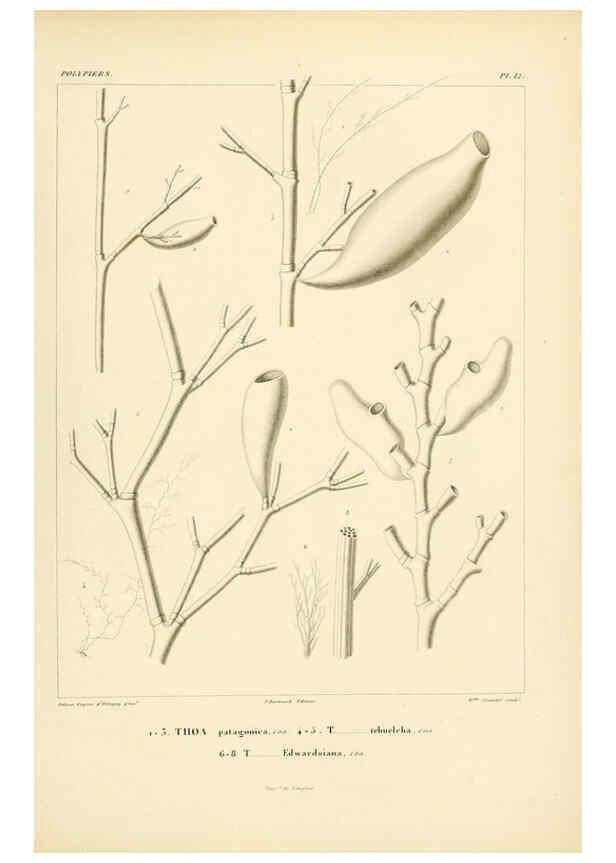 Reproducción/Reproduction 6303234508: Voyage dans l'Amérique Méridionale. v.9. Paris :Pitois-Levrault,1835-47