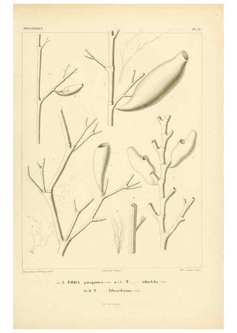 Reproducción/Reproduction 6303234508: Voyage dans l'Amérique Méridionale. v.9. Paris :Pitois-Levrault,1835-47