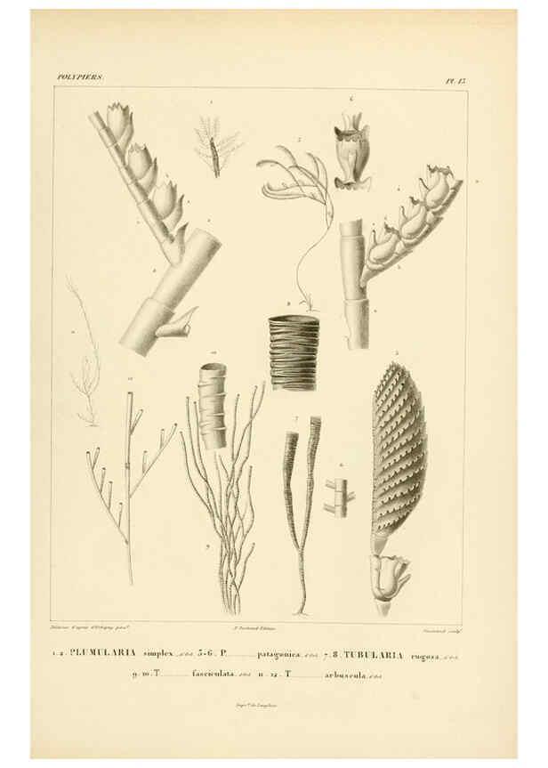 Reproducción/Reproduction 6303234740: Voyage dans l'Amérique Méridionale. v.9. Paris :Pitois-Levrault,1835-47