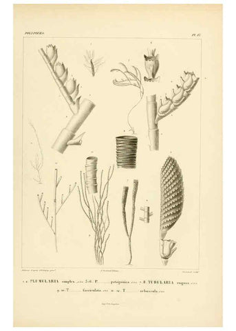 Reproducción/Reproduction 6303234740: Voyage dans l'Amérique Méridionale. v.9. Paris :Pitois-Levrault,1835-47