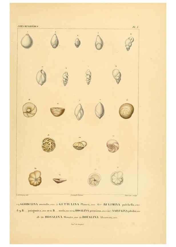 Reproducción/Reproduction 6303234930: Voyage dans l'Amérique Méridionale. v.9. Paris :Pitois-Levrault,1835-47