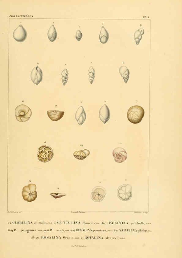 Reproducción/Reproduction 6303234930: Voyage dans l'Amérique Méridionale. v.9. Paris :Pitois-Levrault,1835-47