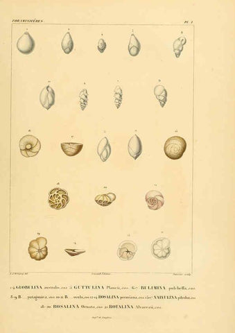 Reproducción/Reproduction 6303234930: Voyage dans l'Amérique Méridionale. v.9. Paris :Pitois-Levrault,1835-47