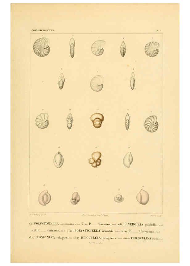 Reproducción/Reproduction 6303235368: Voyage dans l'Amérique Méridionale. v.9. Paris :Pitois-Levrault,1835-47